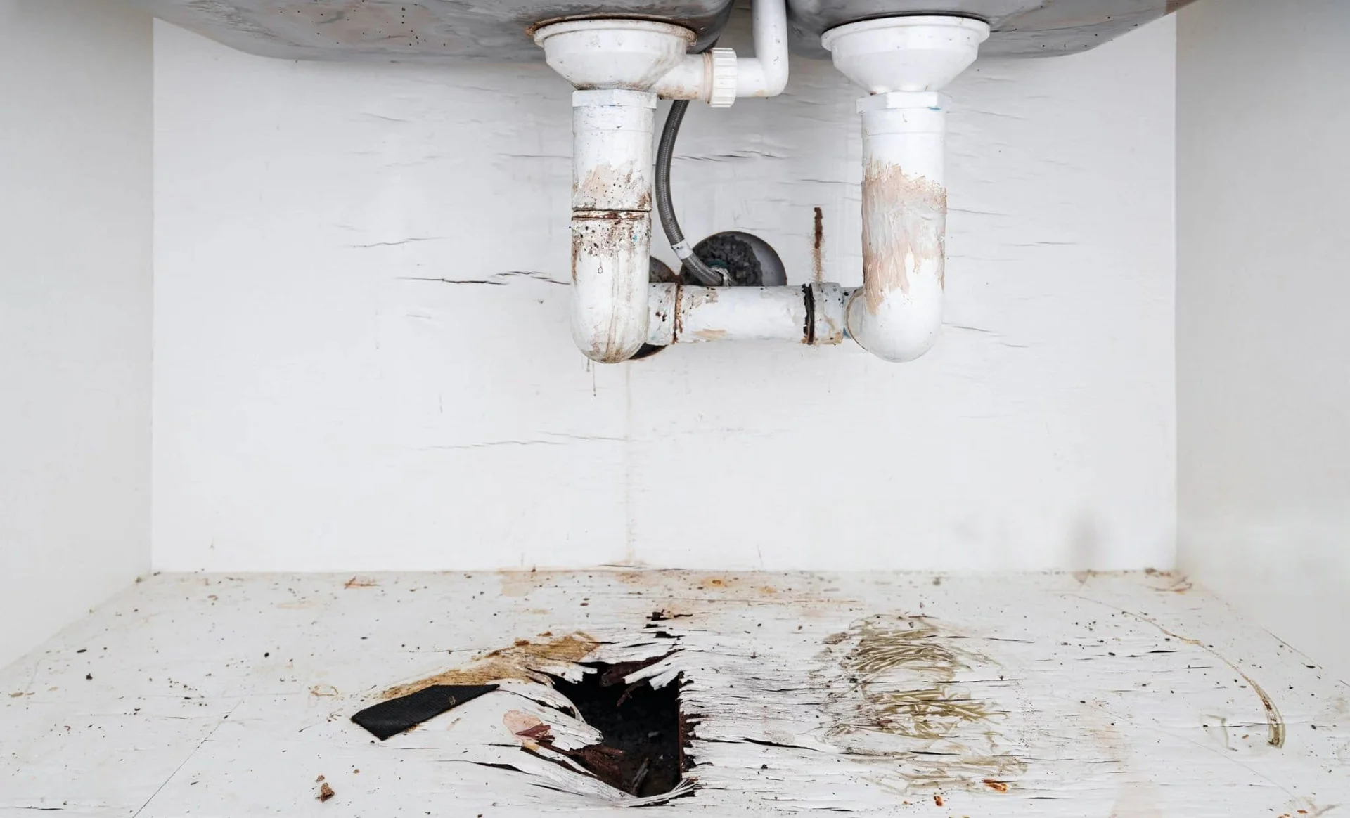 mold damage from leak under kitchen sink