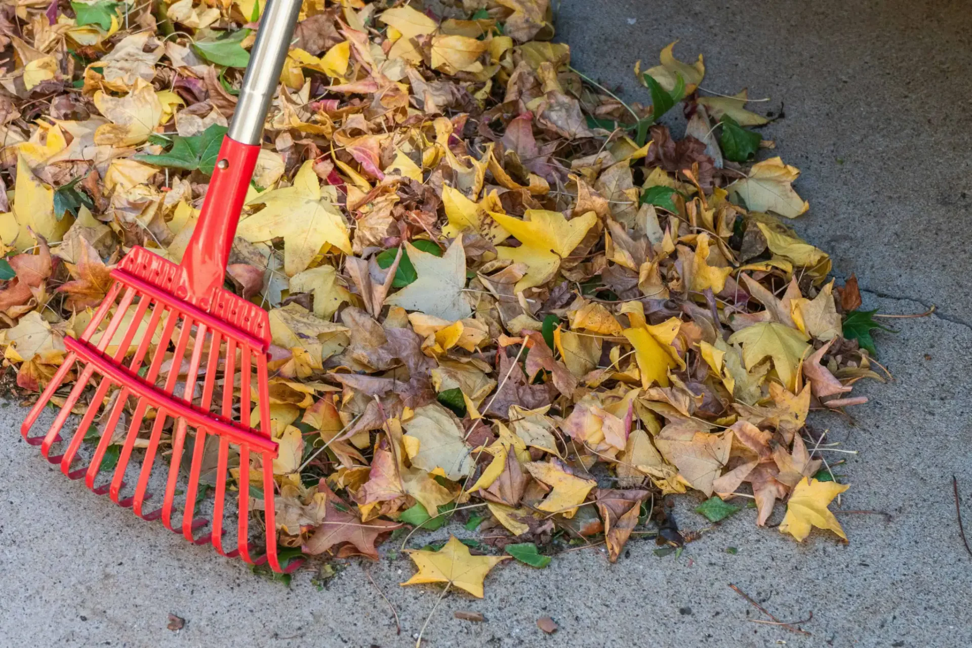 Raking and mulching fall leaves to protect lawn health in autumn