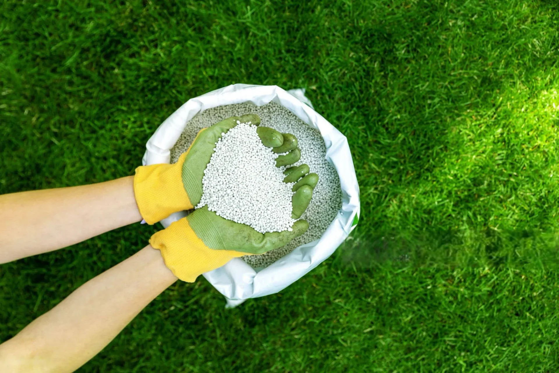 Applying fall lawn fertilizer for stronger roots