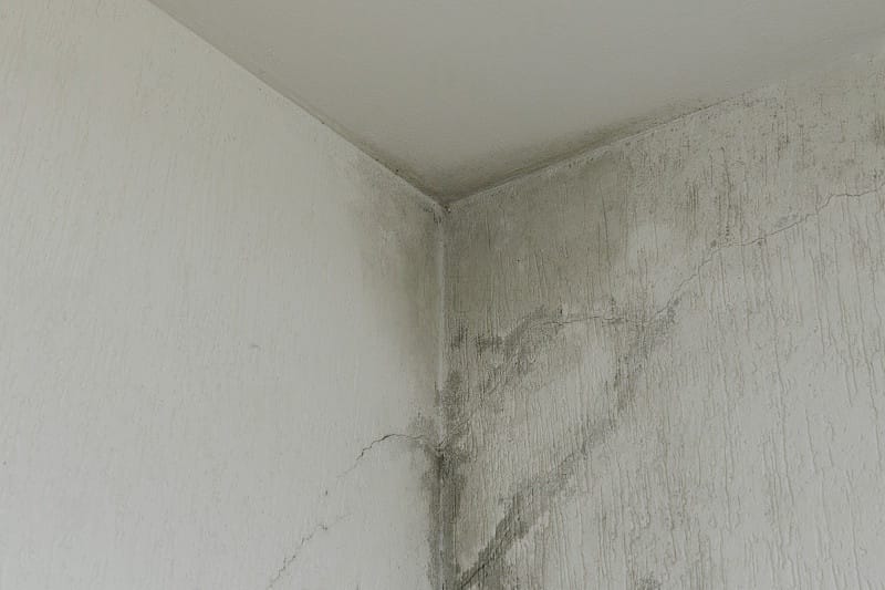 water leakage caused mold stains on the walls water leakage caused mold stains on the walls -